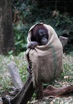 奇趣動物園