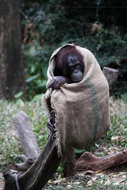 奇趣動物園